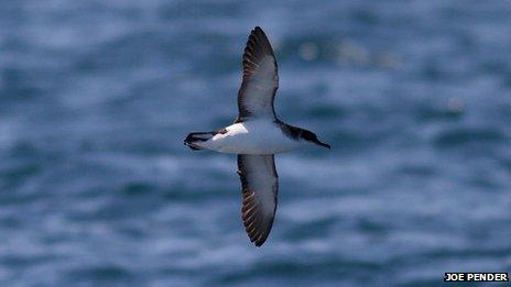 Manx shearwater