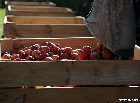 Gala apples being harvested in England