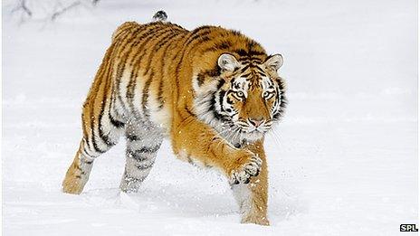 Siberian tiger