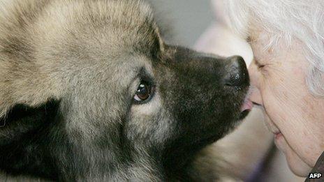 Dog licking owner