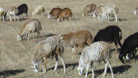 Ethiopian hair sheep