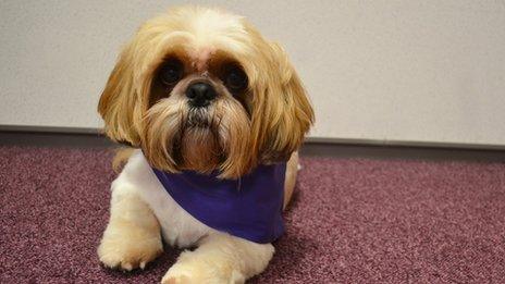 Jack the Shih Tzu from Bournemouth University
