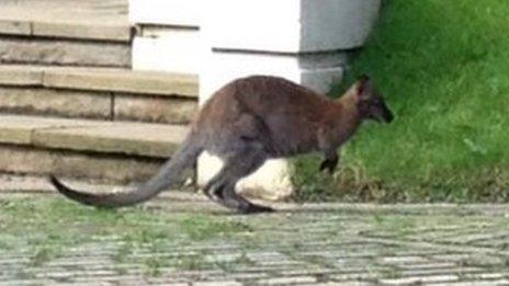 Wallaby at Highgate Cemetery