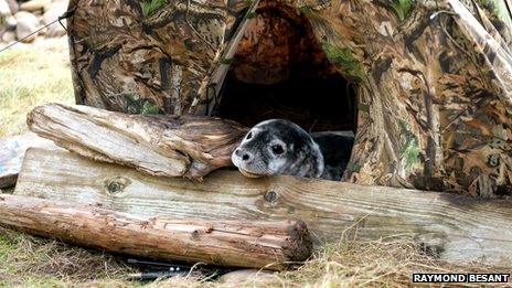 Seal in hide