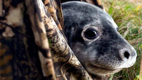 Seal in hide