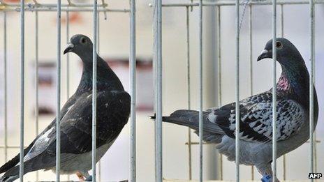 Belgian racing pigeons