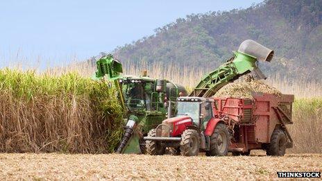 Sugar cane being harvested