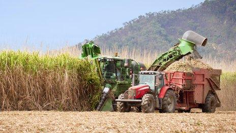 Sugar cane being harvested in Queensland