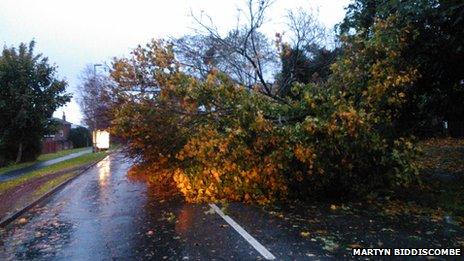 Fallen tree in Chandler's Ford