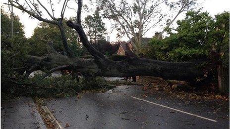 Fallen tree in Exeter