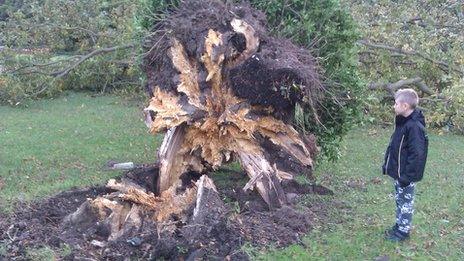 Uprooted tree in Bursledon