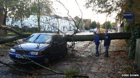 Fallen tree in Farnborough