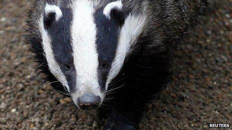 Badger