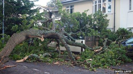 A fallen tree limb crushing three cars