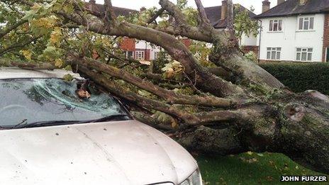 tree fallen on car