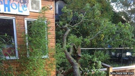 Colchester Zoo storm damage