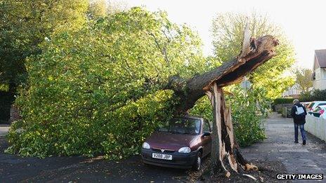 Hove: Fallen tree