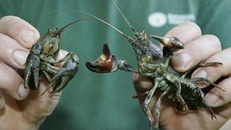 The native white-clawed crayfish (L) and the American signal crayfish (R)