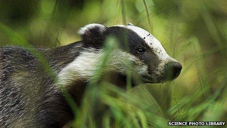 Badger