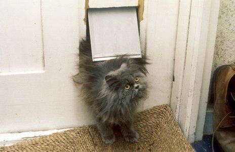 Cat coming into house through cat-flap