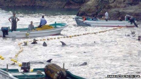 Dolphins in Japan