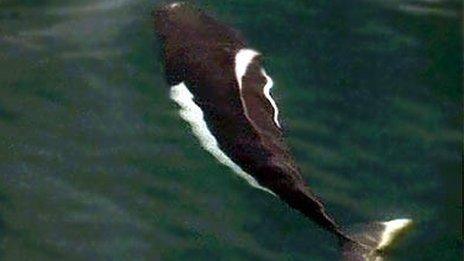 A Dall's porpoise