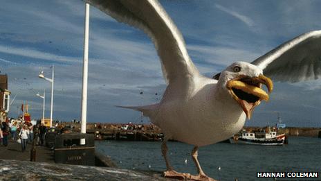 Seagull stealing chip (Pic: Hannah Coleman)