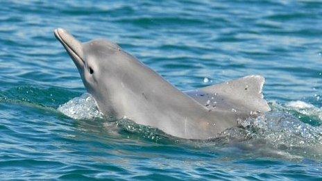 Humpback dolphin