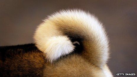 Dog's tail