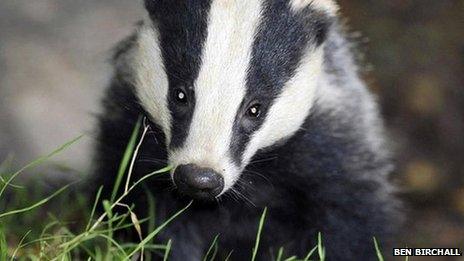 Badger