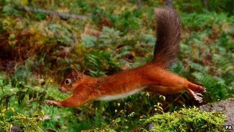 Red squirrel