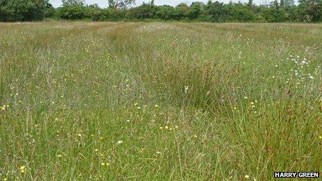 Baynhall Meadow, Worcestershire