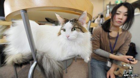 Cat cafe in Japan