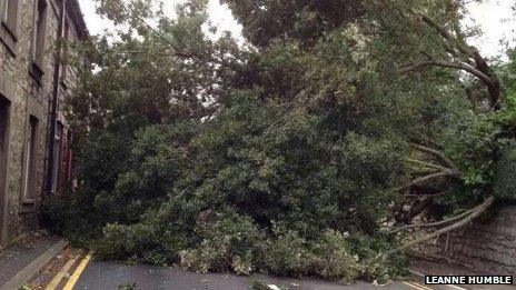 Fallen tree, Bridgend