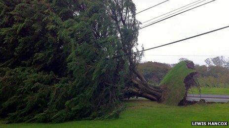 A tree uprooted in Pendine in Carmarthenshire