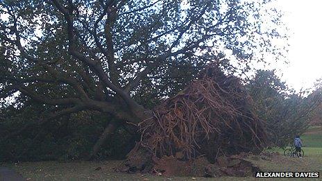 This huge tree was uprooted in Singleton Park in Swansea on Saturday