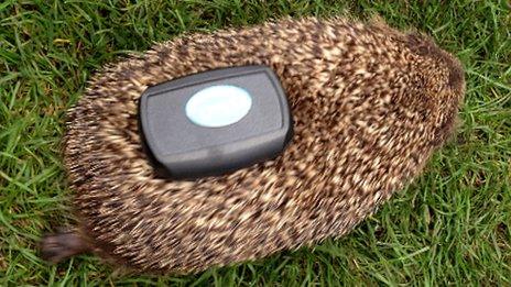 A hedgehog fitted with GPS tracker