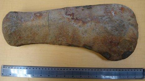 Pliosaur bone