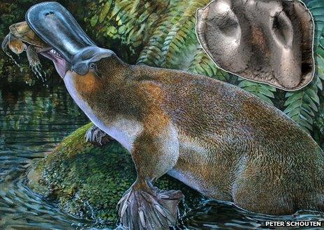 Giant platypus