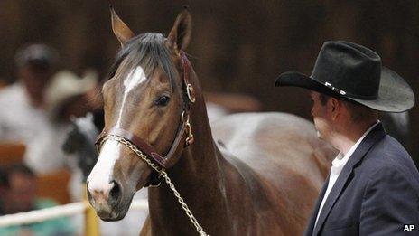 File photo from 1 November 2012 of A Dash of Sweet Heat being led into the sales ring in Oklahoma City