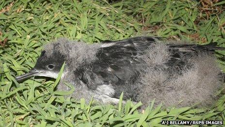 Manx shearwater