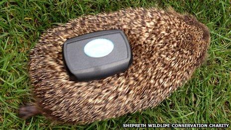A hedgehog fitted with GPS tracker