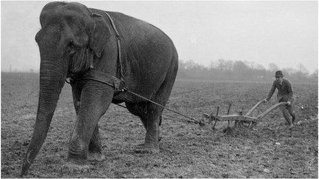 Elephant ploughing field in Horley in 1926