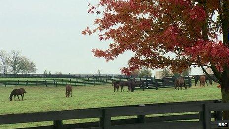 Horses are seen grazing in a pasture in Kentucky