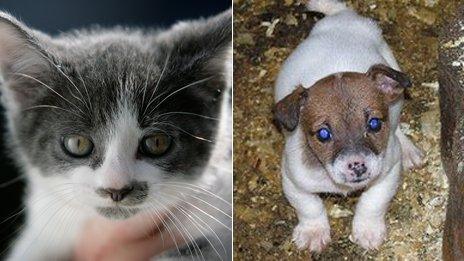 A kitten at a rescue centre in Barnes Hill, and a puppy found at an Irish puppy farm