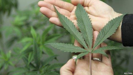 Cannabis leaf