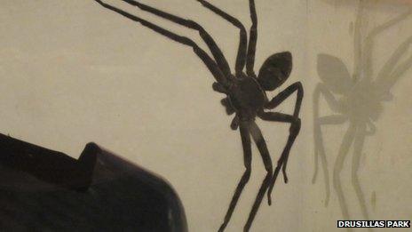 Huntsman spider