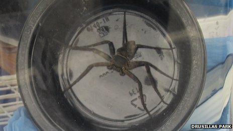 Huntsman spider