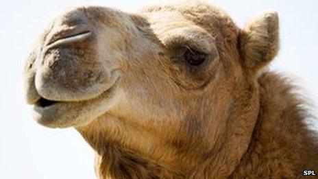 Dromedary camel