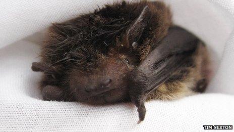 Nathusius' pipistrelle